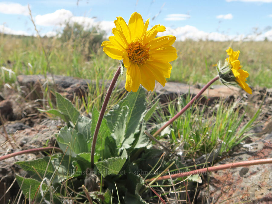 serrate balsamroot (Balsamorhiza serrata) [South Steens Mountain Loop Road, Harney County, Oregon]