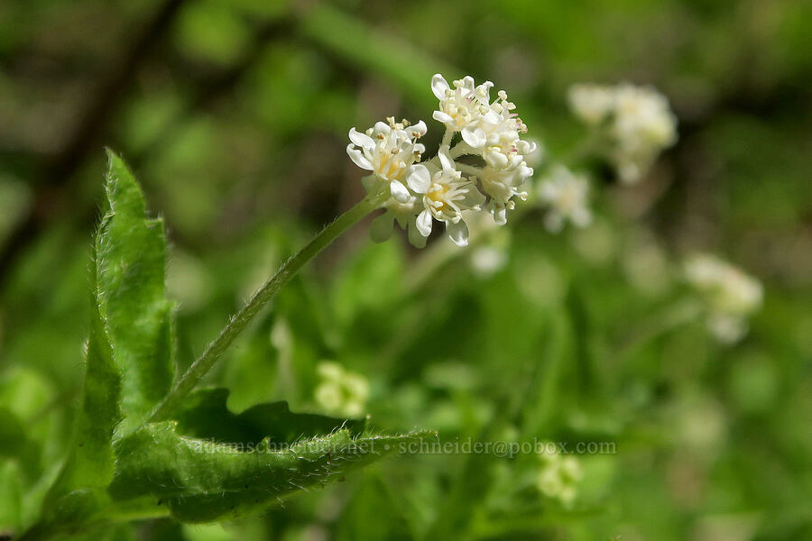 modesty (yerba de selva) (Whipplea modesta) [Alpine Trail, Willamette National Forest, Lane County, Oregon]