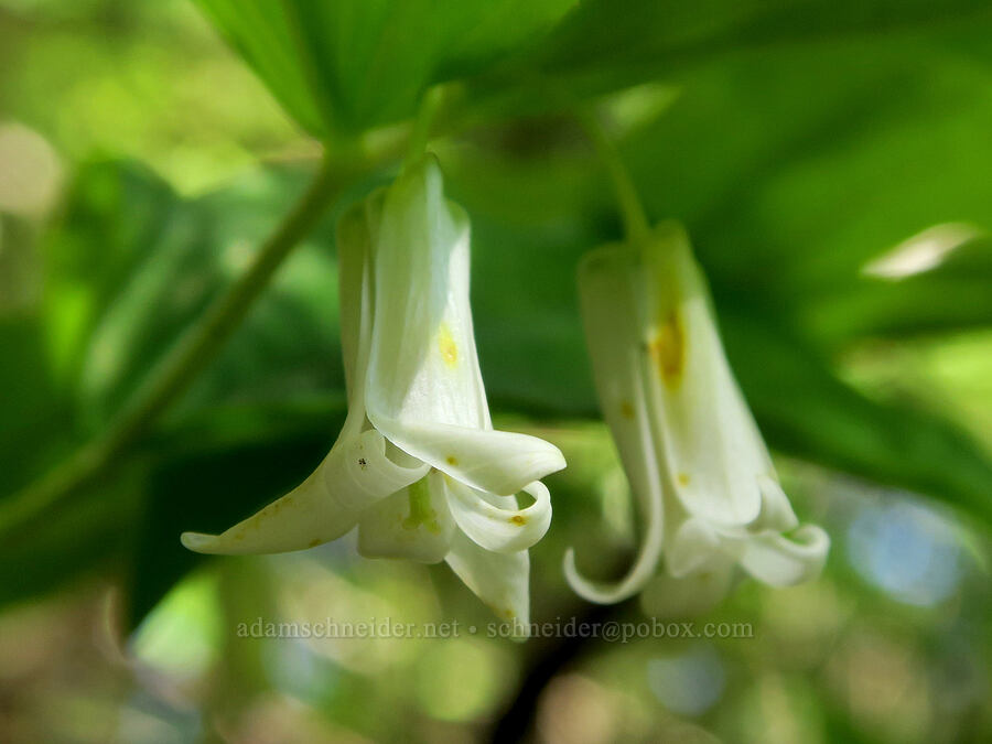 Smith's fairy-bells (Prosartes smithii (Disporum smithii)) [Alpine Trail, Willamette National Forest, Lane County, Oregon]