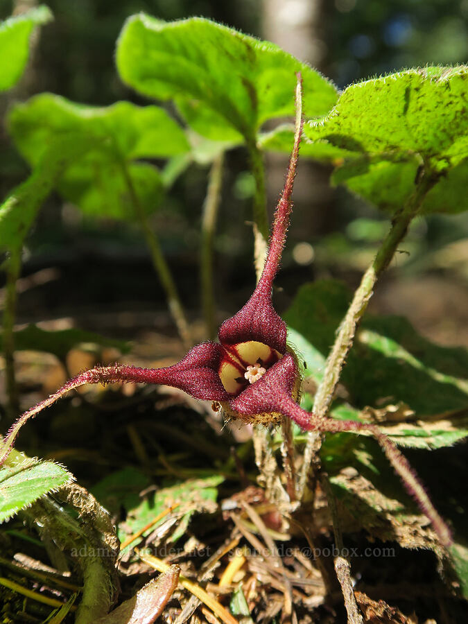 wild ginger flower (Asarum caudatum) [Alpine Trail, Willamette National Forest, Lane County, Oregon]