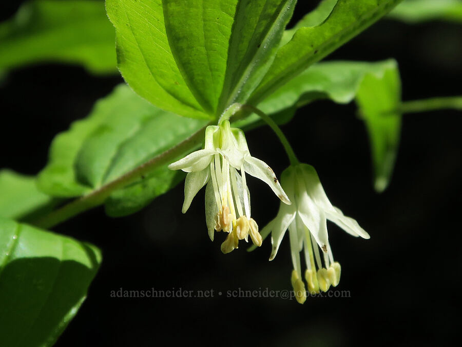 Hooker's fairy-bells (Prosartes hookeri (Disporum hookeri)) [Alpine Trail, Willamette National Forest, Lane County, Oregon]