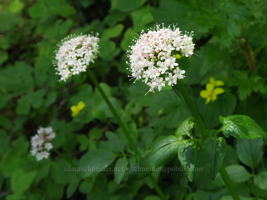 Scouler's valerian (Valeriana scouleri (Valeriana sitchensis ssp. scouleri)) [Alpine Trail, Willamette National Forest, Lane County, Oregon]