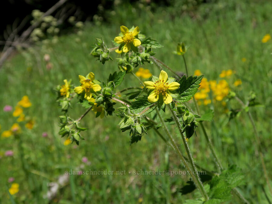 sticky cinquefoil (Drymocallis glandulosa) [Alpine Trail, Willamette National Forest, Lane County, Oregon]