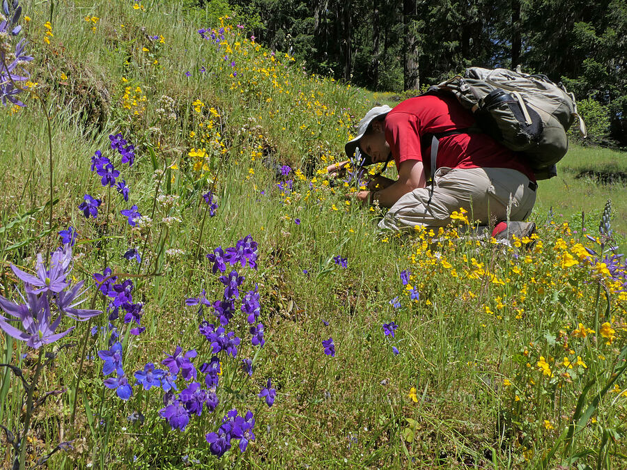 Adam [Alpine Trail, Willamette National Forest, Lane County, Oregon]