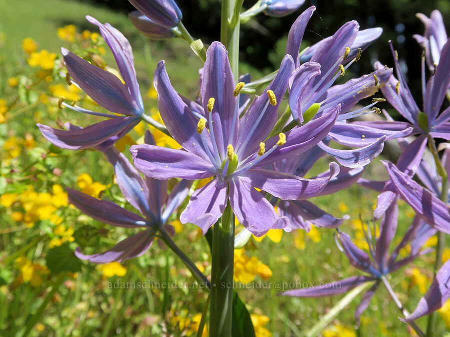 camas with 8 petals (Camassia leichtlinii ssp. suksdorfii) [Alpine Trail, Willamette National Forest, Lane County, Oregon]
