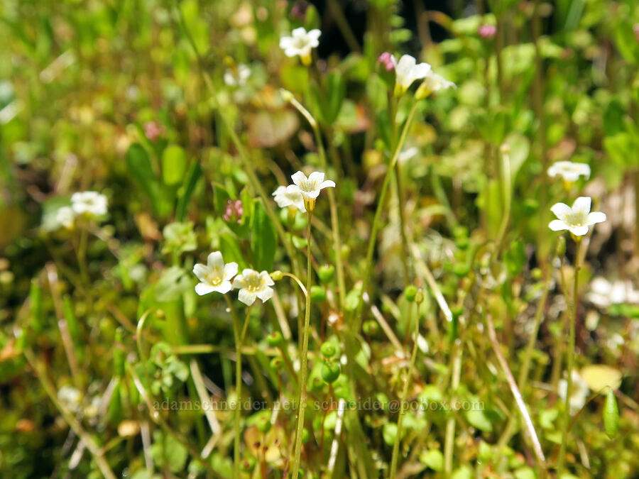 Thompson's mist-maidens (Romanzoffia thompsonii) [Alpine Trail, Willamette National Forest, Lane County, Oregon]