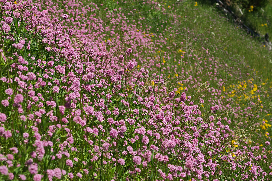 rosy plectritis (Plectritis congesta) [Alpine Trail, Willamette National Forest, Lane County, Oregon]