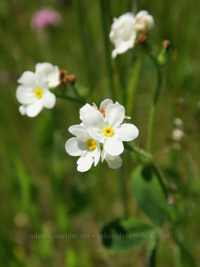 common cryptantha (Cryptantha intermedia) [Alpine Trail, Willamette National Forest, Lane County, Oregon]