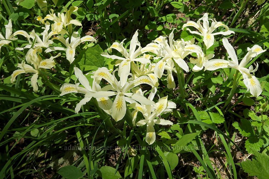 yellow-leaf iris (Iris chrysophylla) [Alpine Trail, Willamette National Forest, Lane County, Oregon]