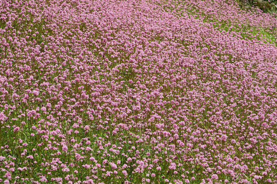 rosy plectritis (Plectritis congesta) [Alpine Trail, Willamette National Forest, Lane County, Oregon]