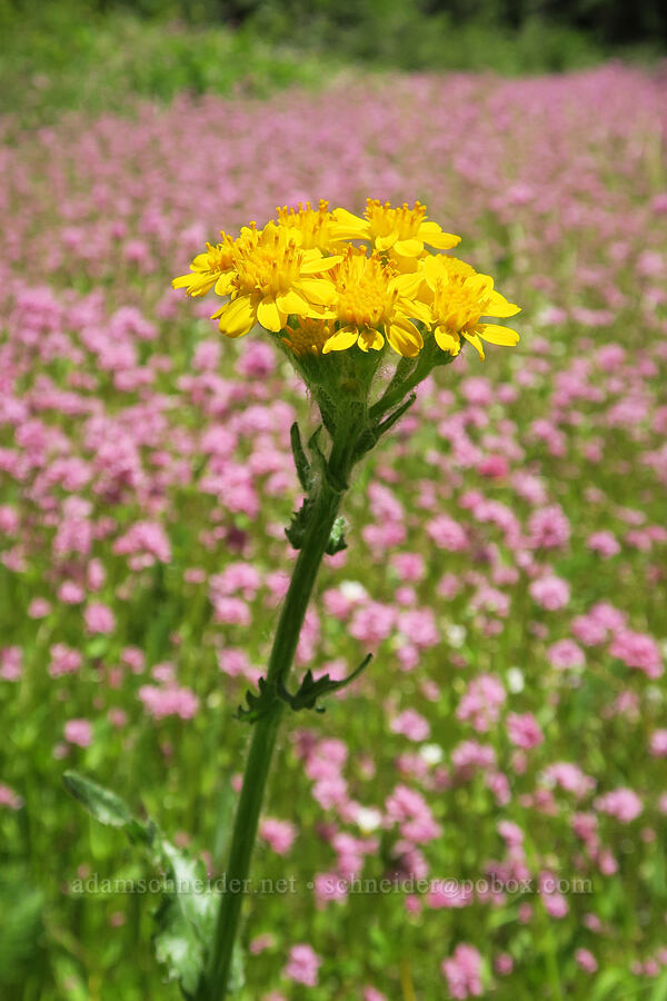 western groundsel & rosy plectritis (Senecio integerrimus, Plectritis congesta) [Alpine Trail, Willamette National Forest, Lane County, Oregon]