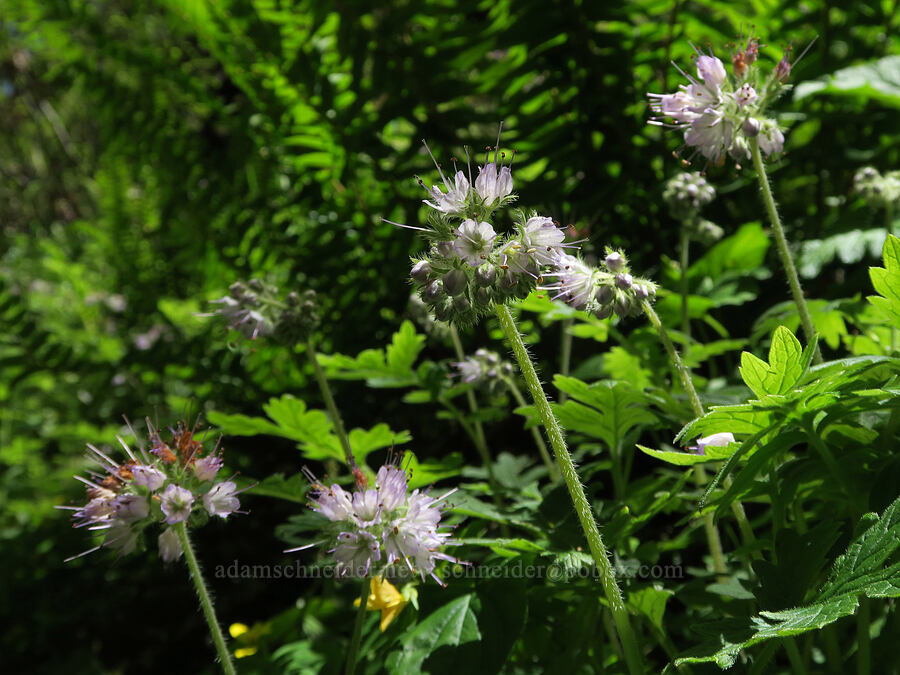 western waterleaf (Hydrophyllum occidentale) [Tire Mountain Trail, Willamette National Forest, Lane County, Oregon]