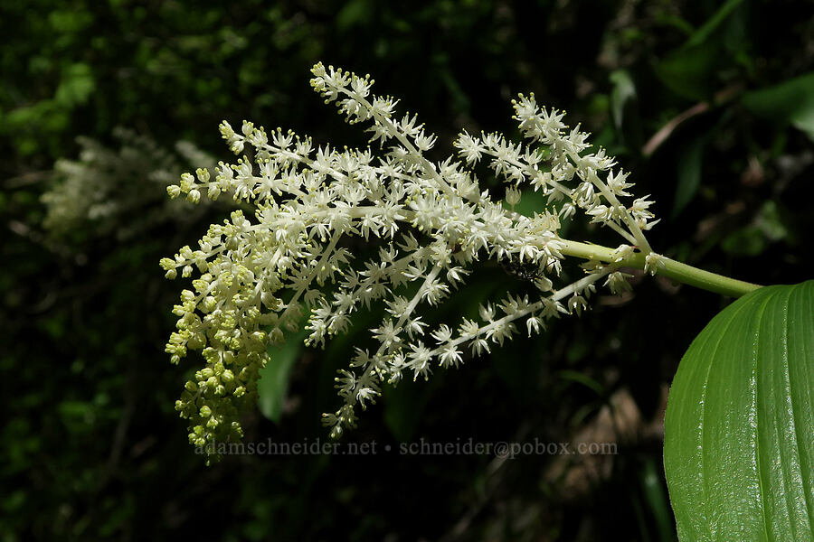 feathery false solomon's-seal (Maianthemum racemosum ssp. amplexicaule (Smilacina racemosa)) [Tire Mountain Trail, Willamette National Forest, Lane County, Oregon]