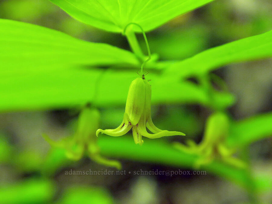 clasping twisted-stalk (Streptopus amplexifolius) [Tire Mountain Trail, Willamette National Forest, Lane County, Oregon]