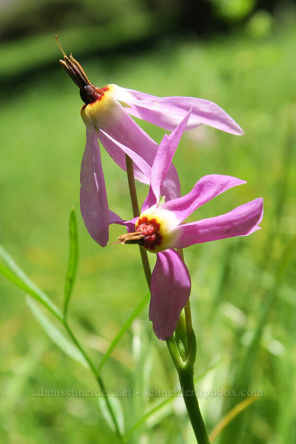 dark-throat shooting stars (Dodecatheon pulchellum var. monanthum (Primula pauciflora var. monantha)) [Tire Mountain Trail, Willamette National Forest, Lane County, Oregon]
