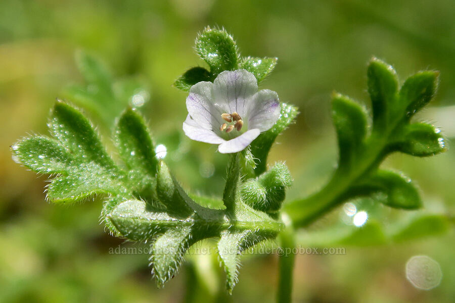meadow nemophila (Nemophila pedunculata) [Tire Mountain's east ridge, Willamette National Forest, Lane County, Oregon]