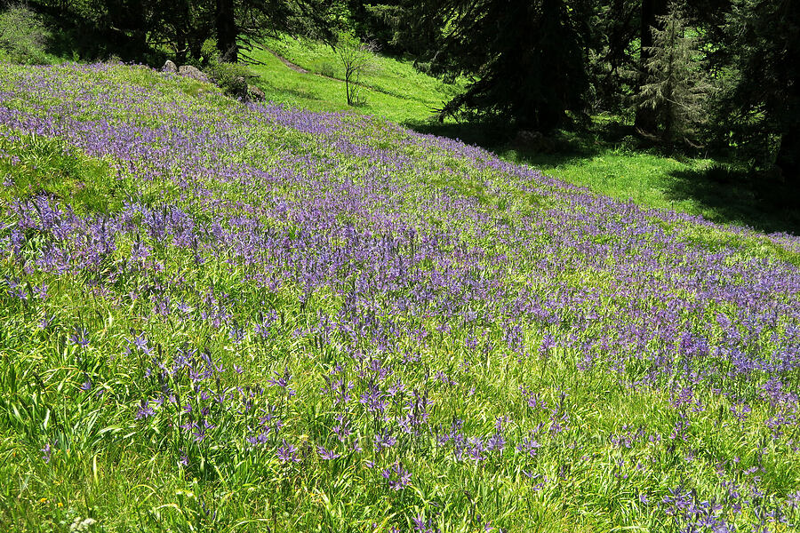 camas (Camassia leichtlinii ssp. suksdorfii) [Tire Mountain's east ridge, Willamette National Forest, Lane County, Oregon]