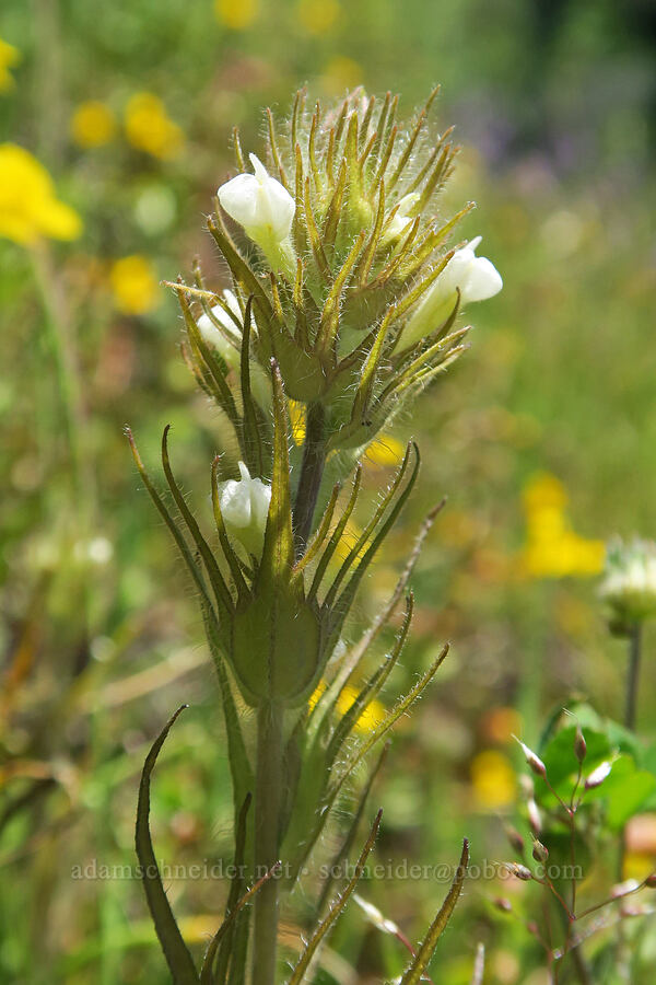 hairy paintbrush (Castilleja tenuis (Orthocarpus hispidus)) [Tire Mountain's east ridge, Willamette National Forest, Lane County, Oregon]