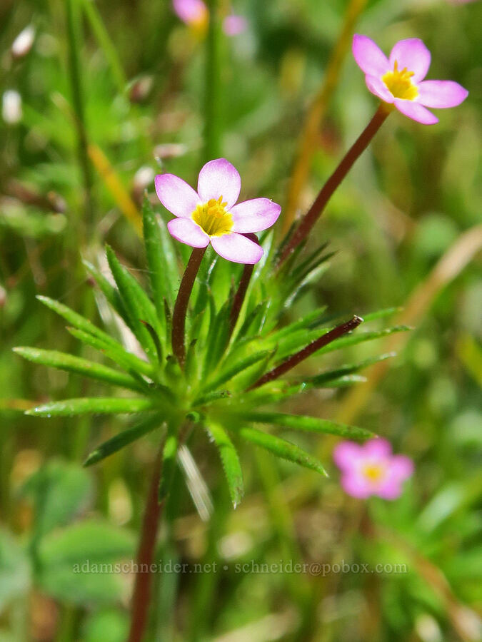 true baby-stars (Leptosiphon bicolor (Linanthus bicolor)) [Tire Mountain's east ridge, Willamette National Forest, Lane County, Oregon]