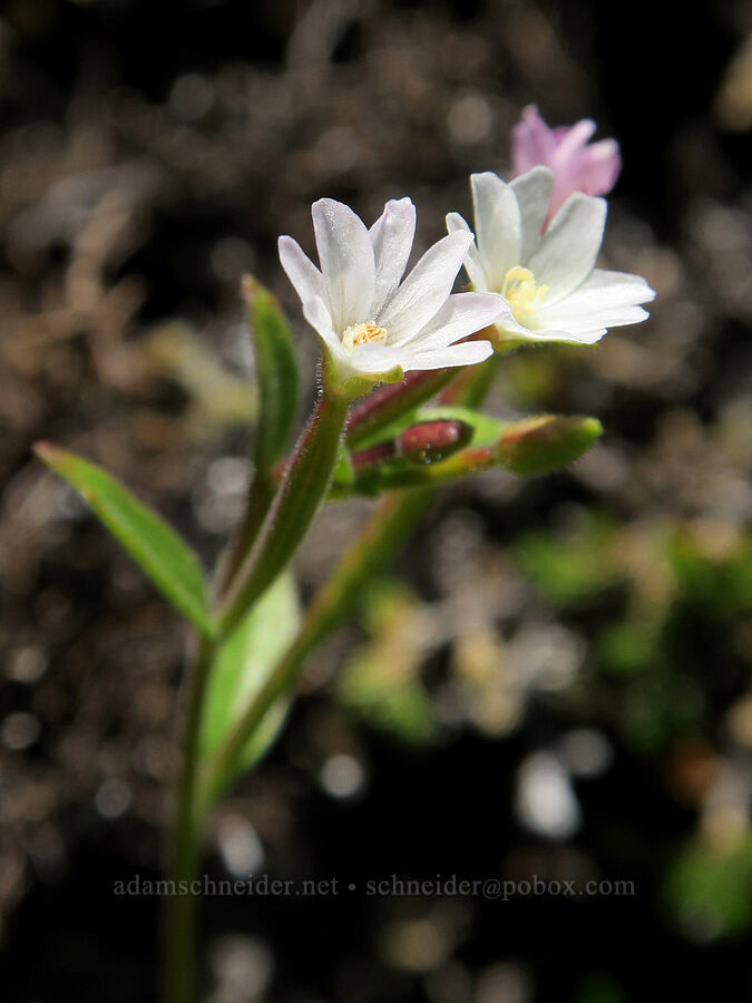 small-flowered willow-herb (Epilobium minutum) [Tire Mountain's east ridge, Willamette National Forest, Lane County, Oregon]