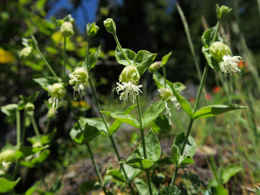 bell catchfly (Silene greenei ssp. greenei (Silene campanulata ssp. glandulosa)) [Tire Mountain's east ridge, Willamette National Forest, Lane County, Oregon]