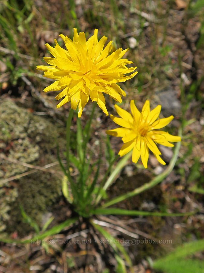 nodding microseris (Microseris nutans (Scorzonella nutans)) [Tire Mountain's east ridge, Willamette National Forest, Lane County, Oregon]