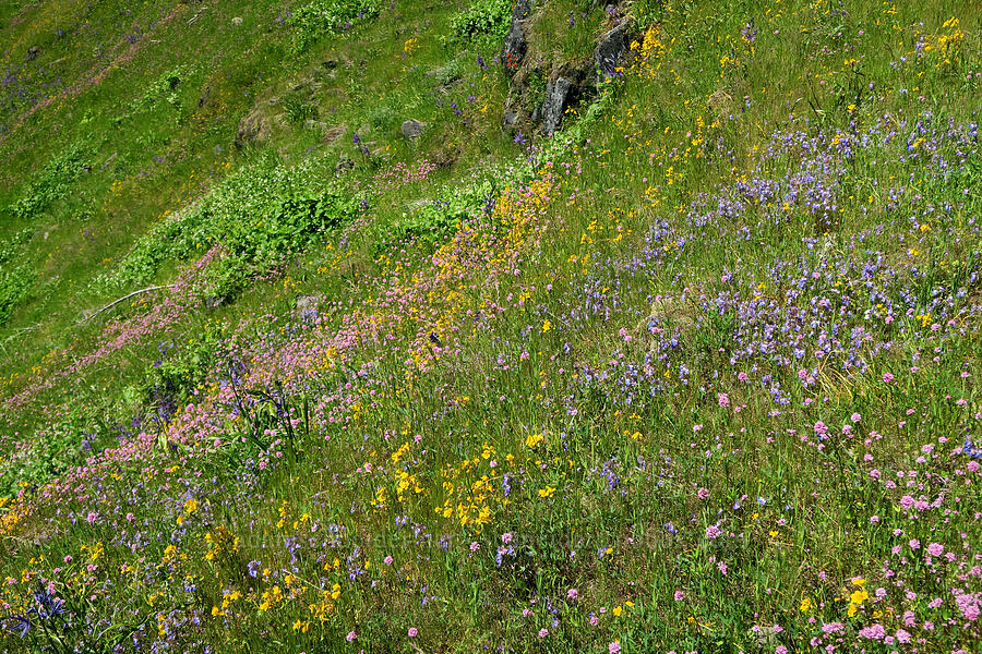 wildflowers (Erythranthe sp. (Mimulus sp.), Collinsia grandiflora, Camassia leichtlinii ssp. suksdorfii, Plectritis congesta) [Tire Mountain's east ridge, Willamette National Forest, Lane County, Oregon]