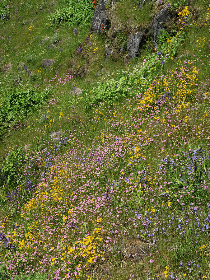 wildflowers (Erythranthe sp. (Mimulus sp.), Plectritis congesta, Camassia leichtlinii ssp. suksdorfii, Collinsia grandiflora, Marah oregana (Marah oreganus)) [Tire Mountain's east ridge, Willamette National Forest, Lane County, Oregon]