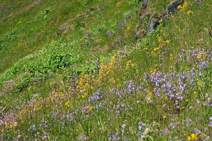 wildflowers (Collinsia grandiflora, Erythranthe sp. (Mimulus sp.), Camassia leichtlinii ssp. suksdorfii, Marah oregana (Marah oreganus)) [Tire Mountain's east ridge, Willamette National Forest, Lane County, Oregon]