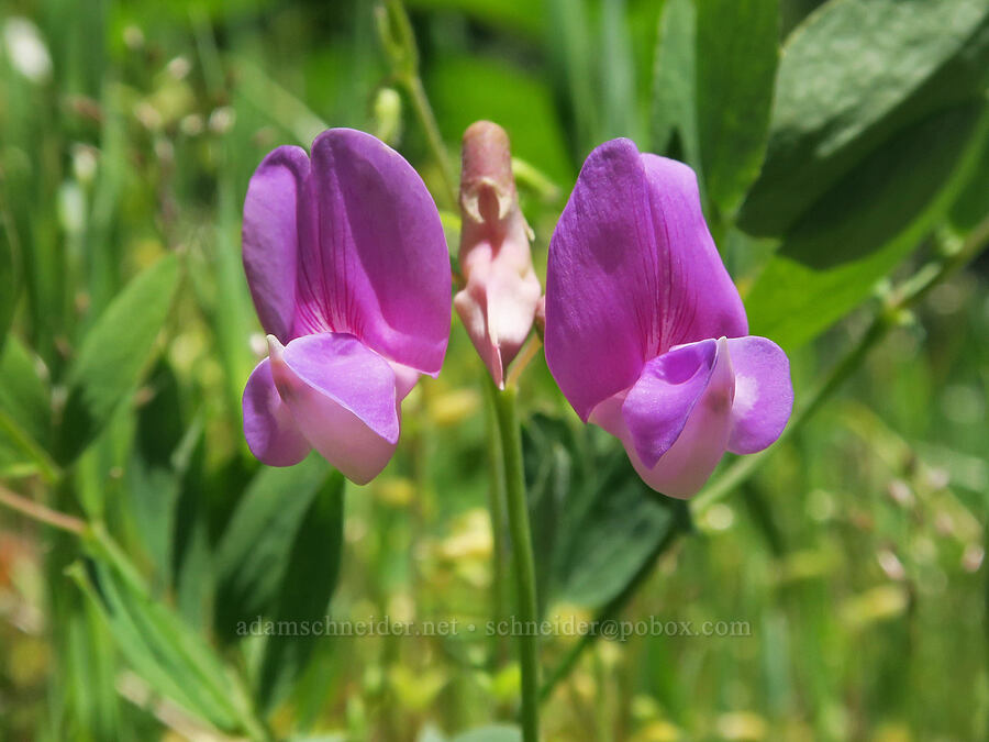 Sierra pea-vine (Lathyrus nevadensis) [Tire Mountain's east ridge, Willamette National Forest, Lane County, Oregon]