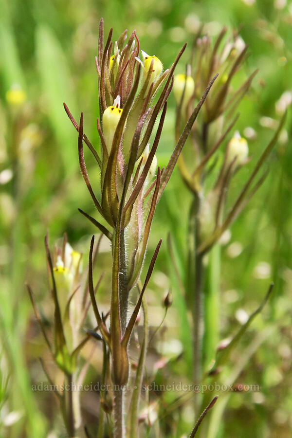 narrow-leaf paintbrush (Castilleja attenuata (Orthocarpus attenuatus)) [Tire Mountain's east ridge, Willamette National Forest, Lane County, Oregon]