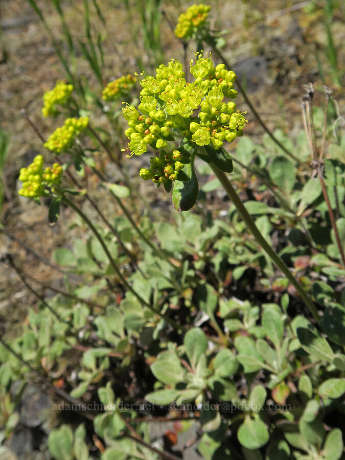 sulphur-flower buckwheat (Eriogonum umbellatum) [Tire Mountain's east ridge, Willamette National Forest, Lane County, Oregon]