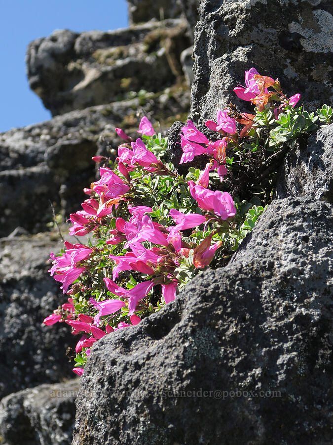 cliff penstemon (Penstemon rupicola) [Tire Mountain's east ridge, Willamette National Forest, Lane County, Oregon]