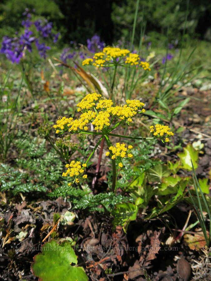 Hall's desert parsley (Lomatium hallii) [Tire Mountain's east ridge, Willamette National Forest, Lane County, Oregon]