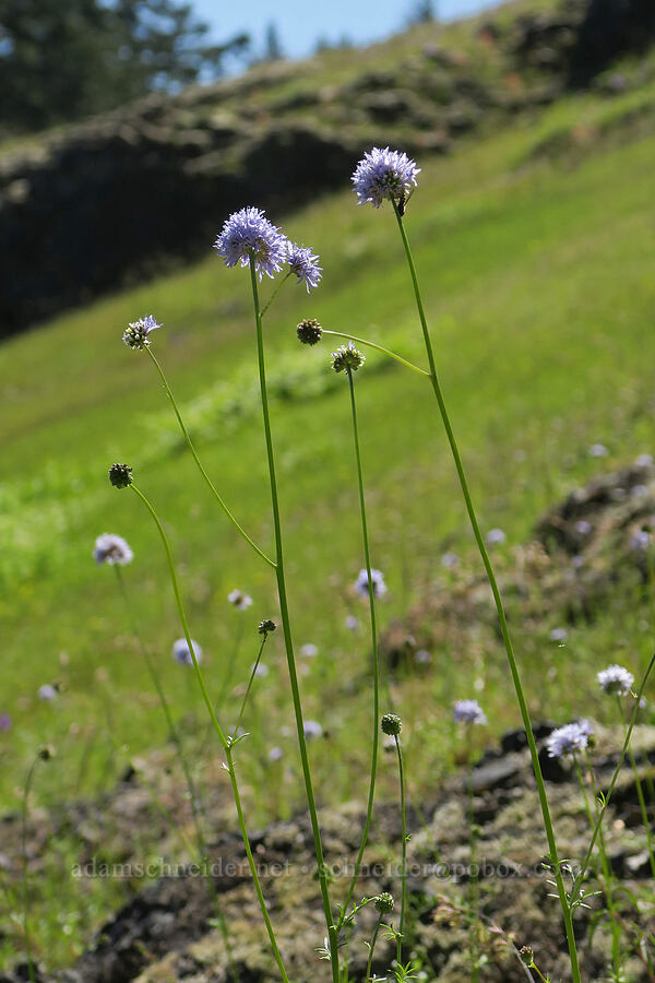 blue-head gilia (Gilia capitata) [Tire Mountain's east ridge, Willamette National Forest, Lane County, Oregon]