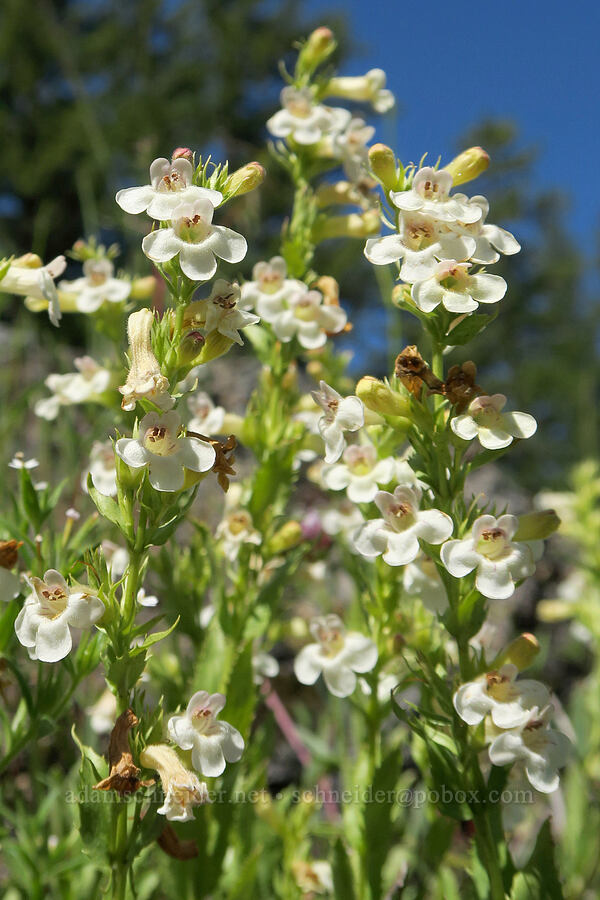 hot rock penstemon (Penstemon deustus) [Tire Mountain's east ridge, Willamette National Forest, Lane County, Oregon]