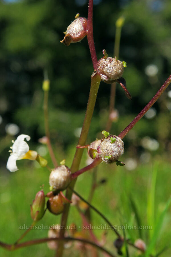 California mist-maidens bulbils (Romanzoffia californica) [Tire Mountain's east ridge, Willamette National Forest, Lane County, Oregon]