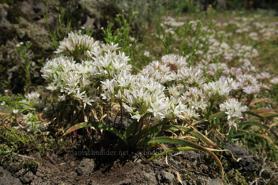 Olympic onions (Allium crenulatum) [Tire Mountain's east ridge, Willamette National Forest, Lane County, Oregon]