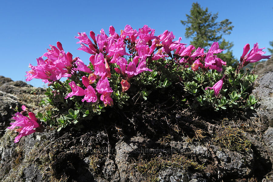 cliff penstemon (Penstemon rupicola) [Tire Mountain's east ridge, Willamette National Forest, Lane County, Oregon]