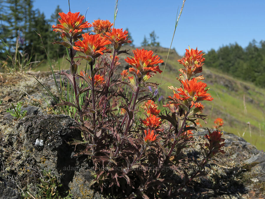 harsh paintbrush (Castilleja hispida) [Tire Mountain's east ridge, Willamette National Forest, Lane County, Oregon]