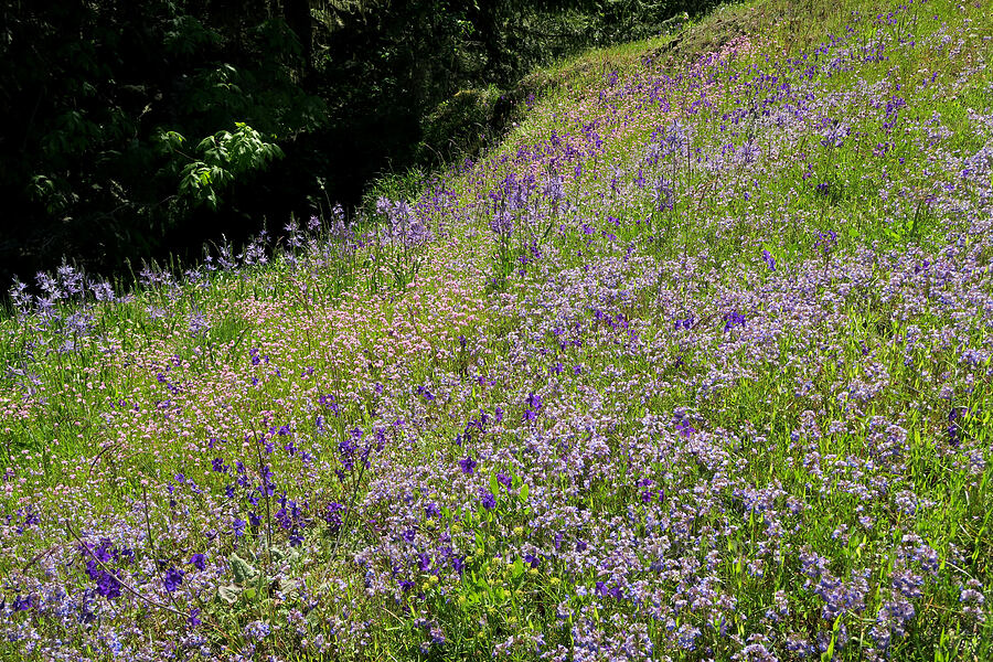 wildflowers (Collinsia grandiflora, Delphinium menziesii, Plectritis congesta, Camassia leichtlinii ssp. suksdorfii) [Tire Mountain's east ridge, Willamette National Forest, Lane County, Oregon]
