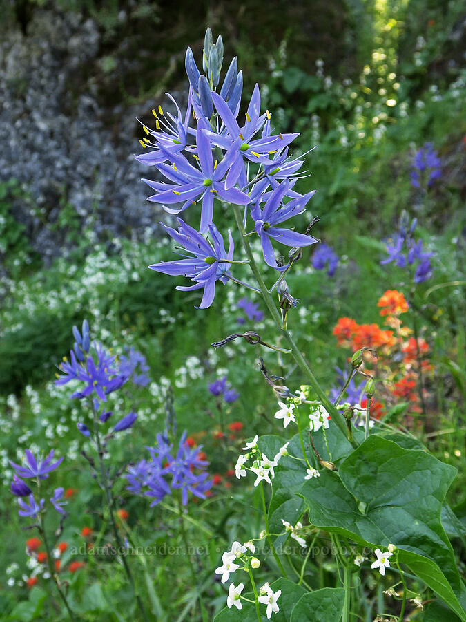 camas, manroot, & paintbrush (Camassia leichtlinii ssp. suksdorfii, Marah oregana (Marah oreganus), Castilleja hispida) [Tire Mountain Trail, Willamette National Forest, Lane County, Oregon]
