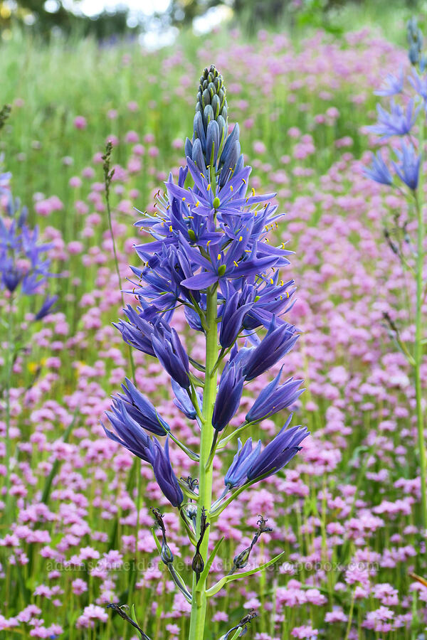 camas & rosy plectritis (Camassia leichtlinii ssp. suksdorfii, Plectritis congesta) [Tire Mountain Trail, Willamette National Forest, Lane County, Oregon]