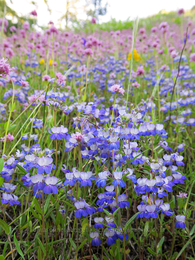 large-flowered blue-eyed-Mary & rosy plectritis (Collinsia grandiflora, Plectritis congesta) [Tire Mountain Trail, Willamette National Forest, Lane County, Oregon]