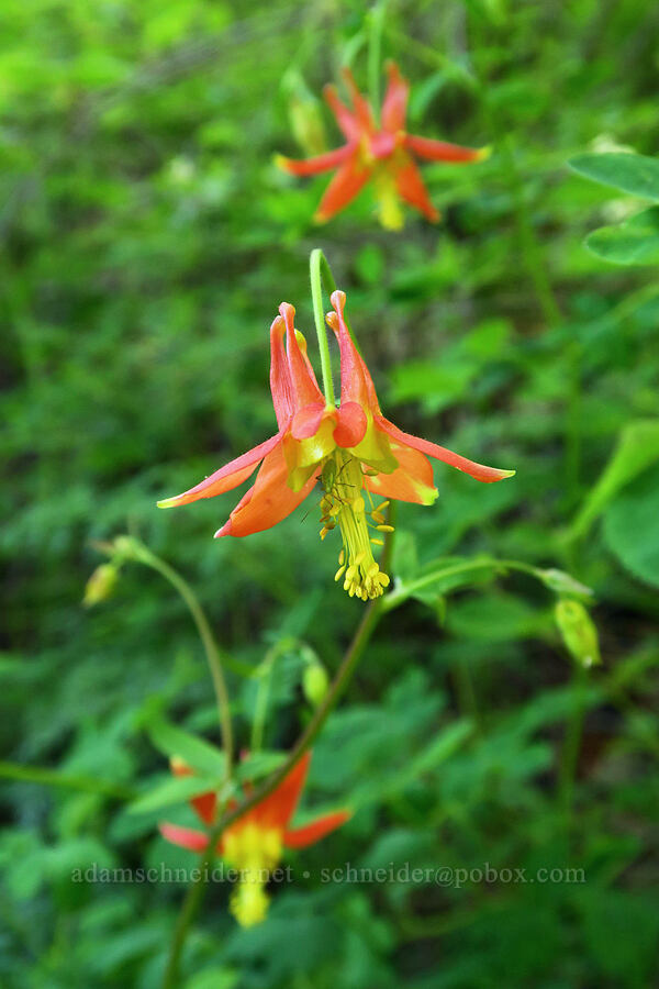 western columbine (Aquilegia formosa) [Tire Mountain Trail, Willamette National Forest, Lane County, Oregon]