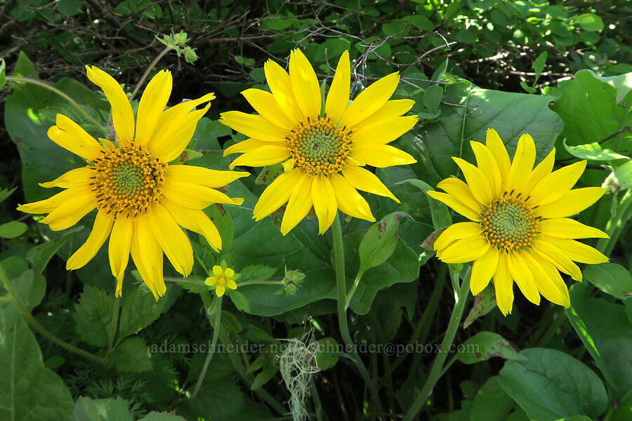 northwestern balsamroot (Balsamorhiza deltoidea) [Tire Mountain Trail, Willamette National Forest, Lane County, Oregon]