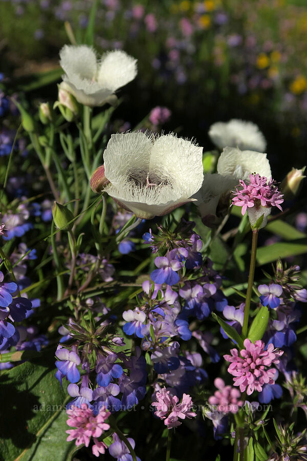 Tolmie's mariposa lilies, blue-eyed-Mary, & rosy plectritis (Calochortus tolmiei, Collinsia grandiflora, Plectritis congesta) [Tire Mountain Trail, Willamette National Forest, Lane County, Oregon]