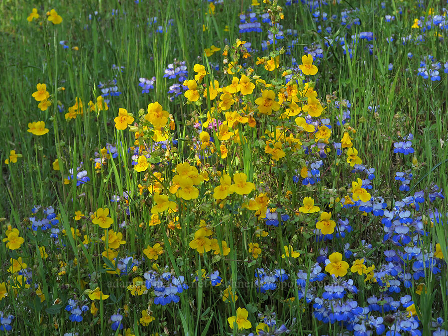monkeyflower & blue-eyed-Mary (Erythranthe sp. (Mimulus sp.), Collinsia grandiflora) [Tire Mountain Trail, Willamette National Forest, Lane County, Oregon]