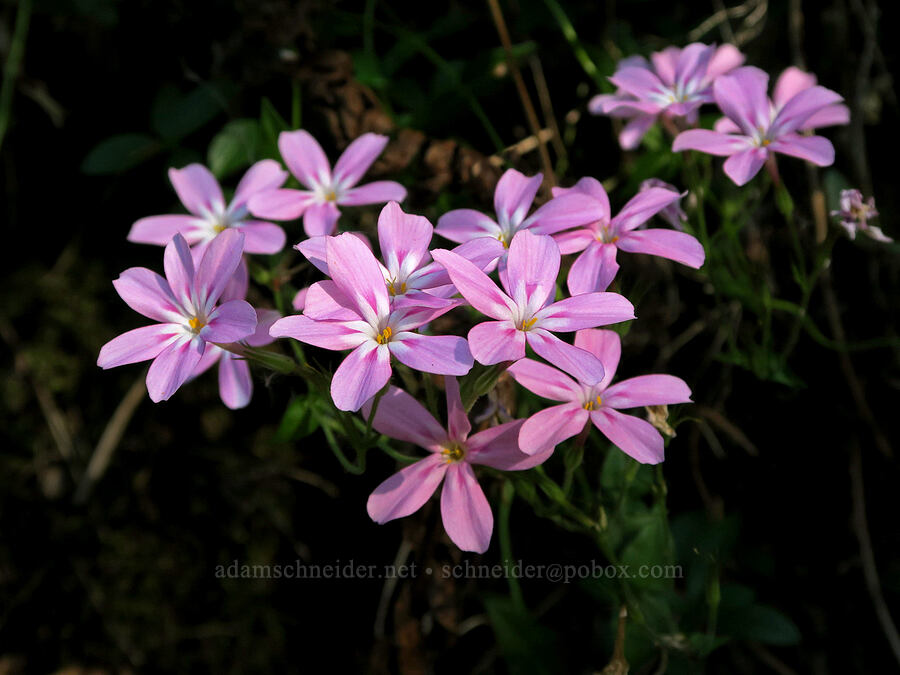 woodland phlox (Phlox adsurgens) [Westfir-Oakridge Road, Lane County, Oregon]