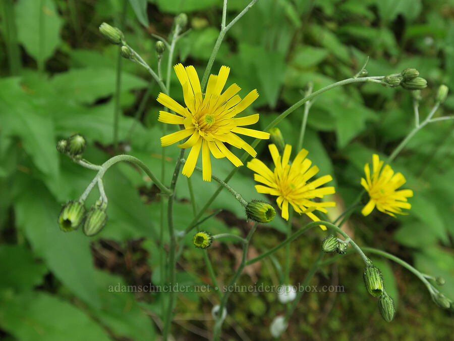 common hawkweed (Hieracium lachenalii (Hieracium vulgatum)) [Wind Mountain Trail, Skamania County, Washington]